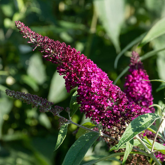 Buddleia 'Sugar Plum'