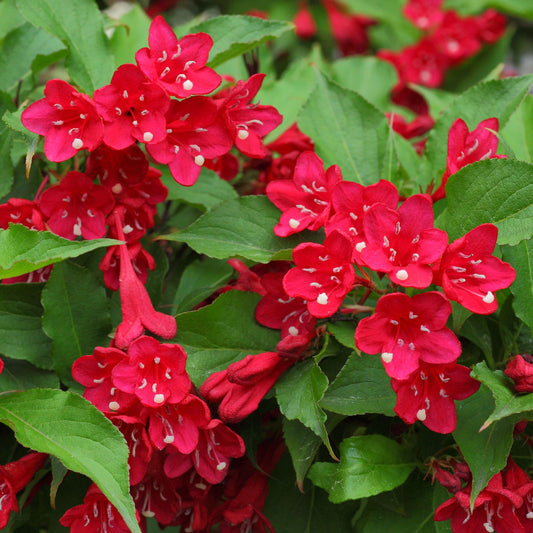 Weigela 'Courtared'