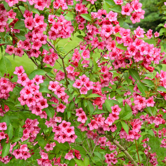 Weigela 'Eva Rathke'