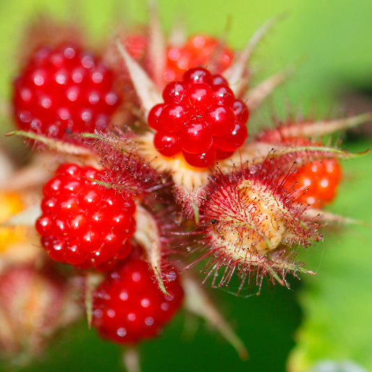 Wineberry