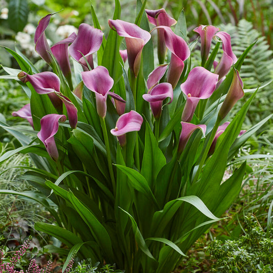 Zantedeschia 'Grape Velvet'