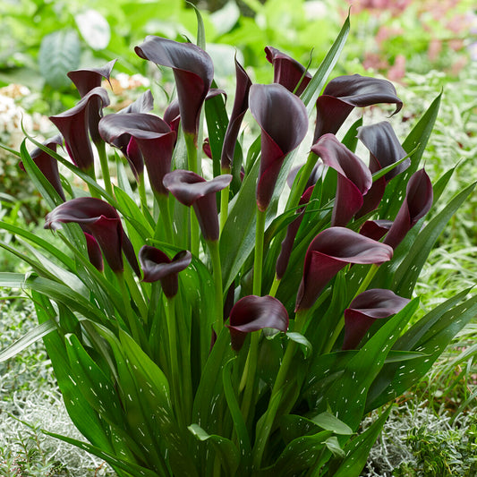 Zantedeschia 'Odessa'