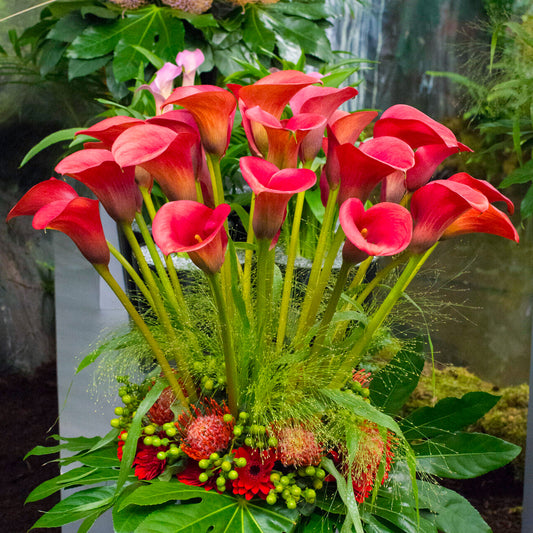 Zantedeschia 'Red Alert'