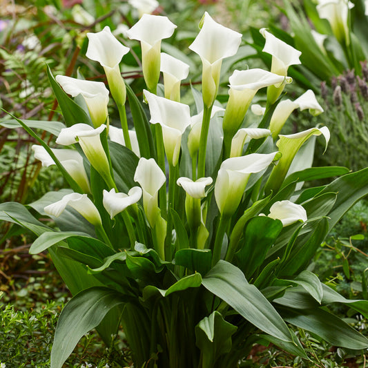 Zantedeschia 'Siberia'