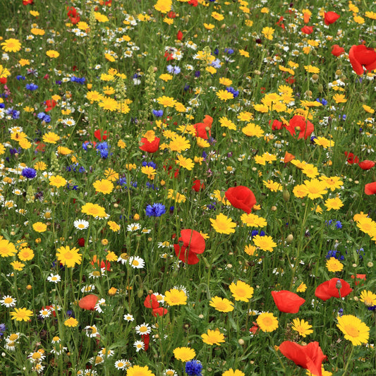 100% Wildflower Seeds