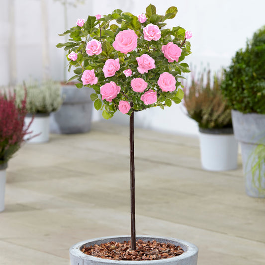 Pink Potted Rose on Standard Stem