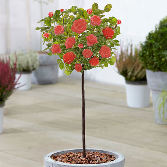 Red Potted Rose on Standard Stem