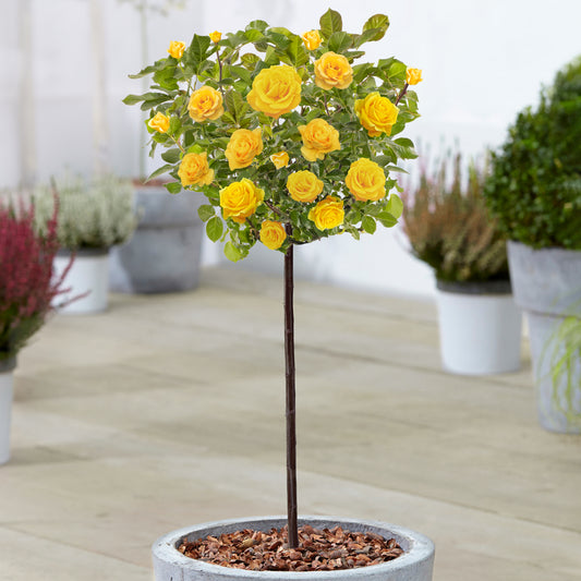 Yellow Potted Rose on Standard Stem