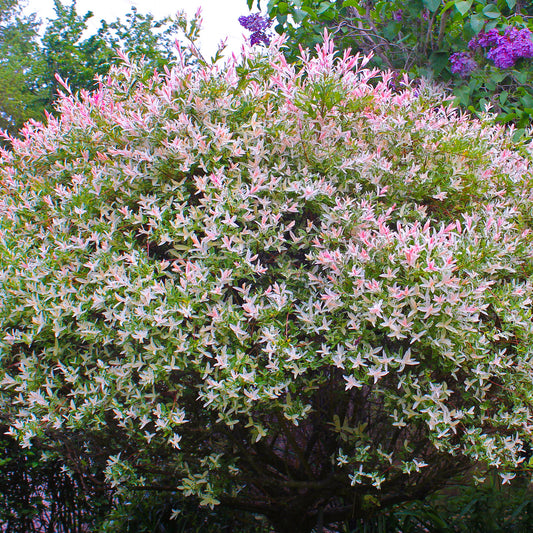 Salix 'Hakuro-Nishiki'