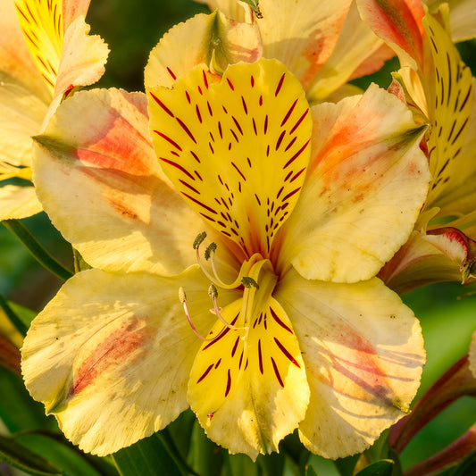 Alstroemeria 'Spring Valley'