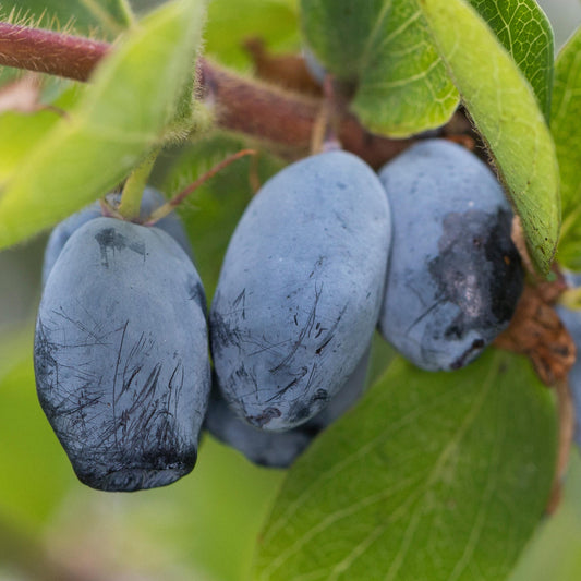 Honeyberry 'Strawberry Sensation'