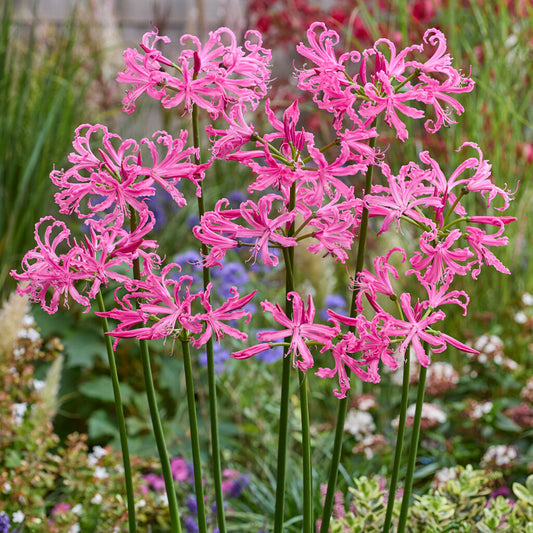 Nerine 'Bowdenii'