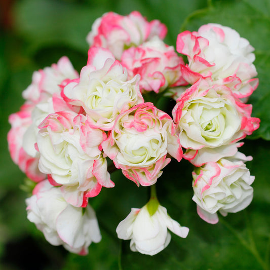 Geranium Apple Blossom Bedding Plants