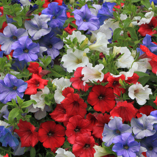 Petunia Britannia Mixed Bedding Plants