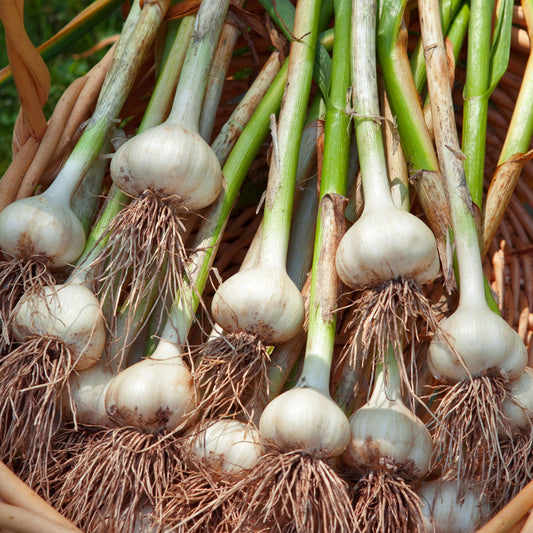 Garlic