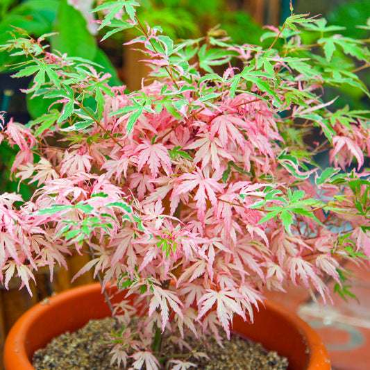 Acer 'Iyoshi'