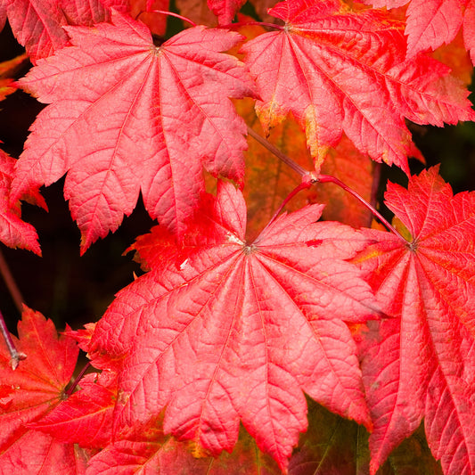 Acer 'Vitifolium'