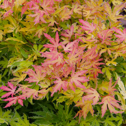 Acer 'Metamorphosa'