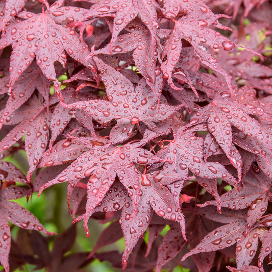 Acer 'Hime-Shojo'