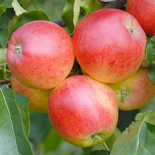 Apple 'Gala'