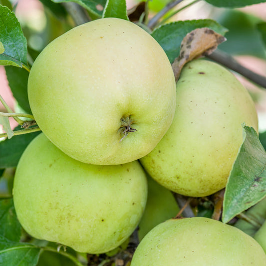 Apple 'Golden Delicious'