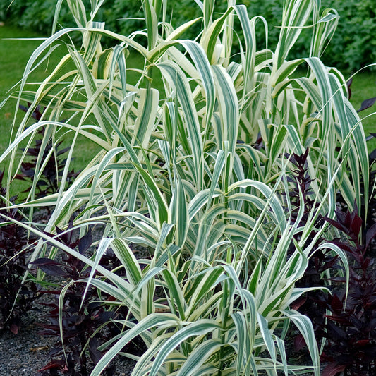 Arundo 'Ely'