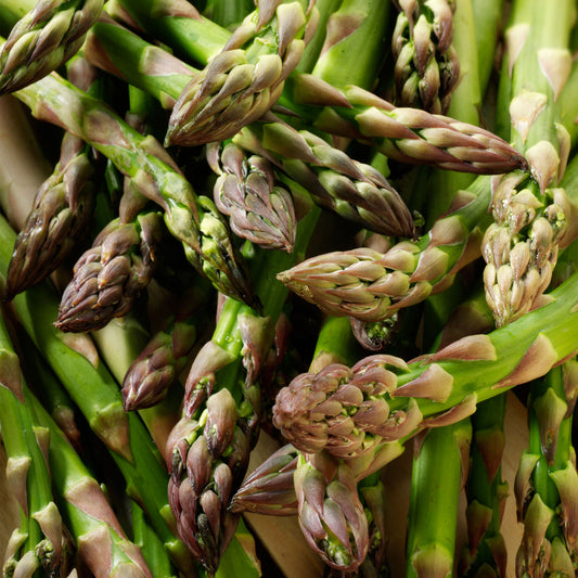 Asparagus 'Mondeo' Crowns