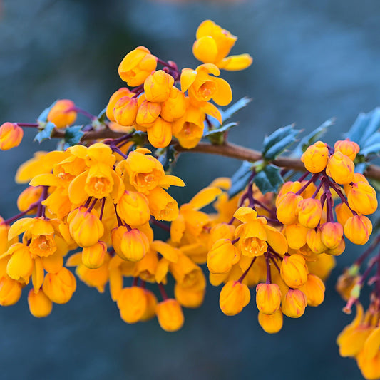 Berberis 'Compacta'