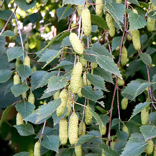 Silver Birch Bare Root Hedge