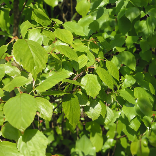 Downy Birch Bare Root Hedge