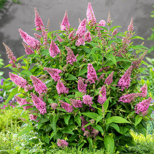 Buddleia 'Candy Little Pink'