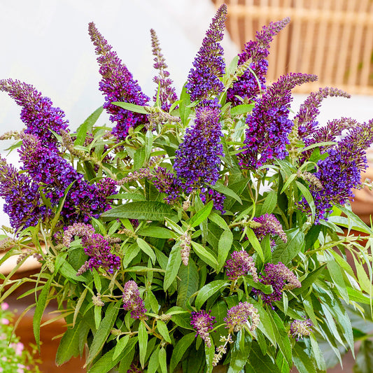 Buddleia 'Candy Little Purple'