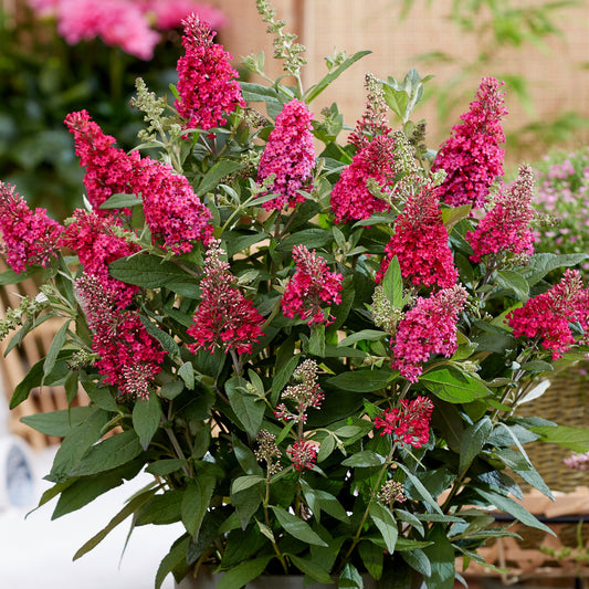 Buddleia 'Candy Little Ruby'