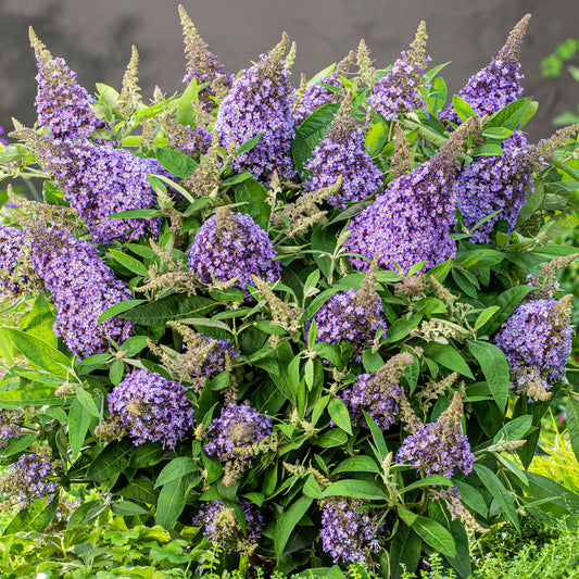 Buddleia 'Candy Lila Sweetheart'