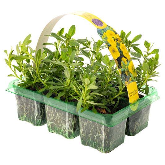 Calibrachoa Deep Yellow Basket Plants