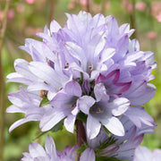 Campanula 'Caroline'