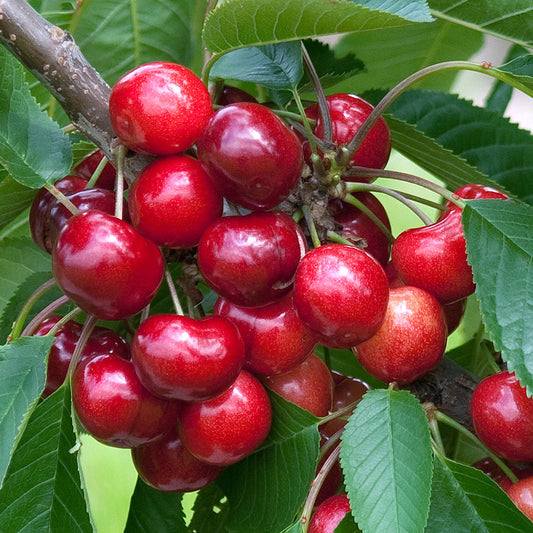 Cherry 'Stella'