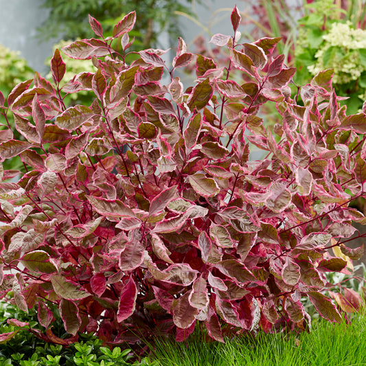 Cornus 'Miracle'