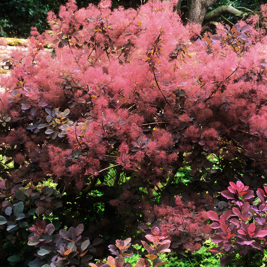 Cotinus 'Magical Red Fountain'