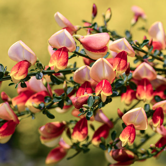 Cytisus 'Fulgens'