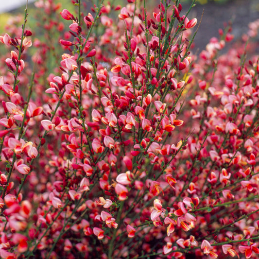 Cytisus 'Hollandia'