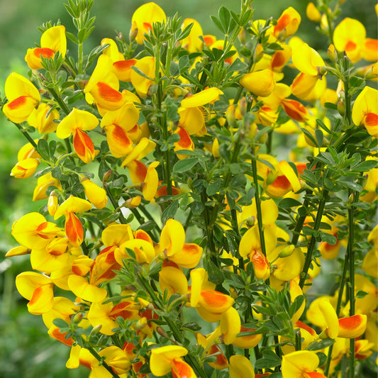 Cytisus 'Jessica'