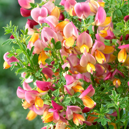 Cytisus 'La Coquette'