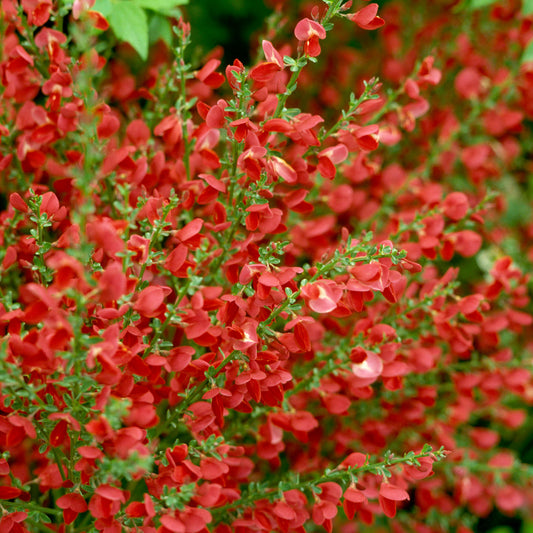 Cytisus 'Red Favourite'