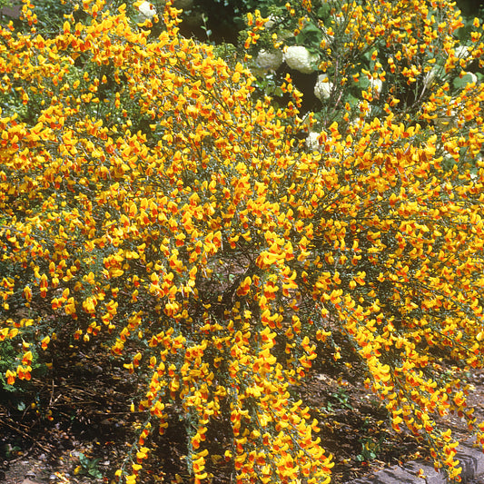 Cytisus 'Splendens'