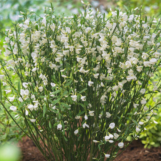 Cytisus 'White Lion'