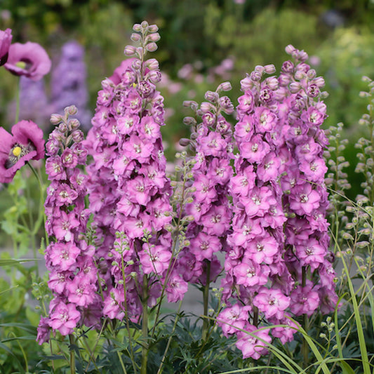 Delphinium 'Delgenius Chantay'