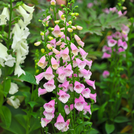 Digitalis 'Lucas Pink'