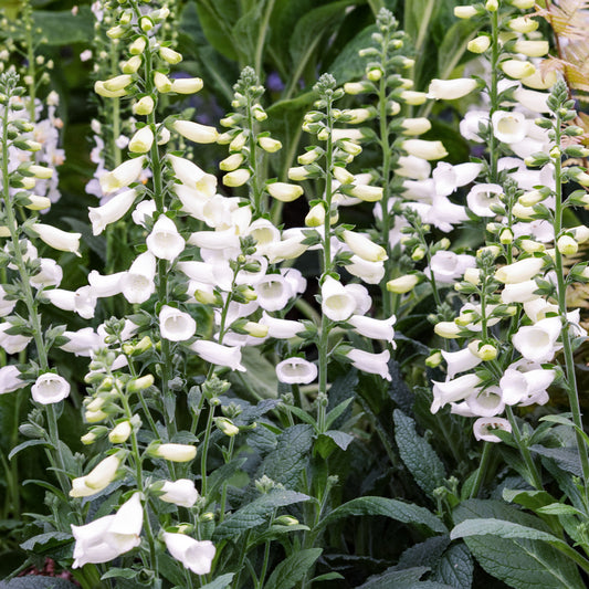 Digitalis 'Lucas White'