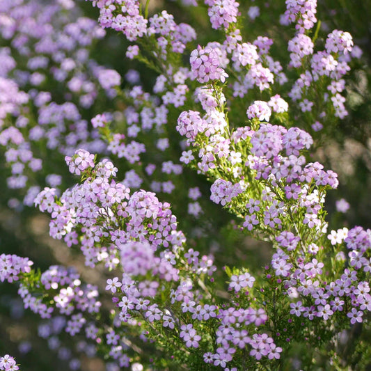 Diosma 'Pink Fountain'